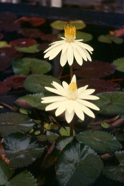 N lotus dentata Sierra Leone